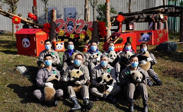 أشبال الباندا ترسل التهاني بالسنة الصينية الجديدة