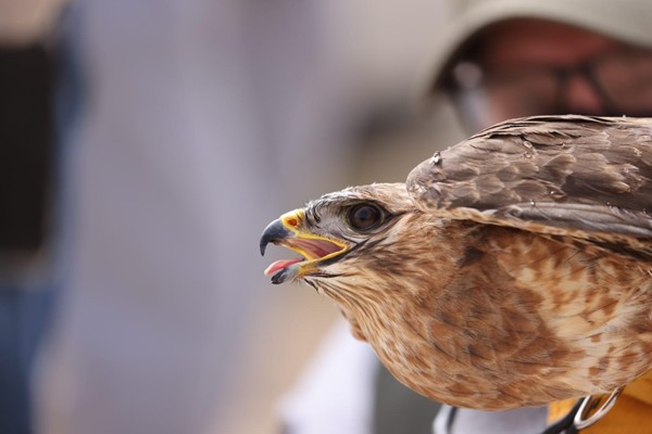 بالفيديو.. هيئة البيئة تطلق عدداً من الطيور الجارحة في محمية الجهراء بالتعاون مع فريق «عدسة البيئة»