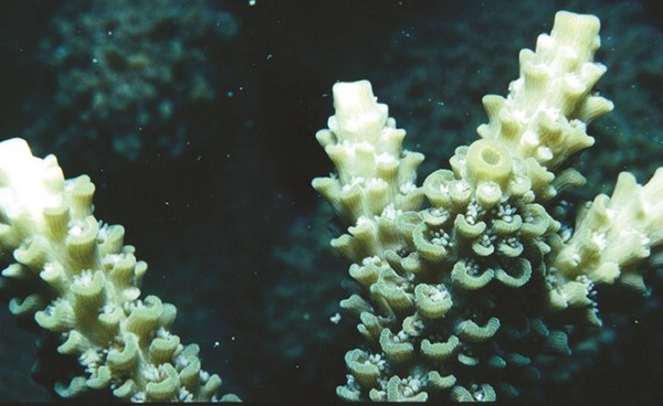 حيوان المرجان من النوع الغصني بألوانه الطبيعية