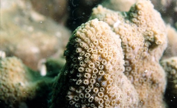 حيوان المرجان (البوليب)