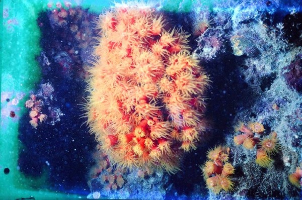ألوان طبيعية لحيوان المرجان