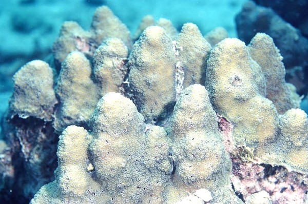أشكال أخرى من المرجان