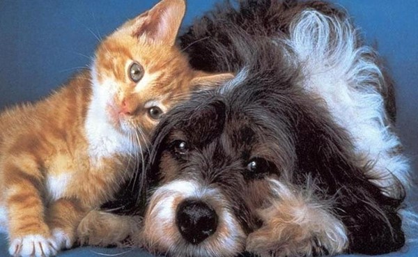 اقتراح قانون في إسبانيا ينص على رعاية الحيوانات الأليفة بالتناوب في حالة الطلاق