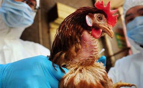 جنوب إفريقيا تواجه تفشيا ثانيا لإنفلونزا الطيور