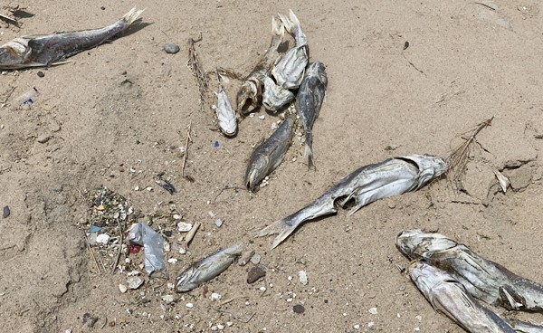 بالفيديو.. هيئة البيئة: ازدياد نفوق أسماك الچم نتيجة المد الأحمر