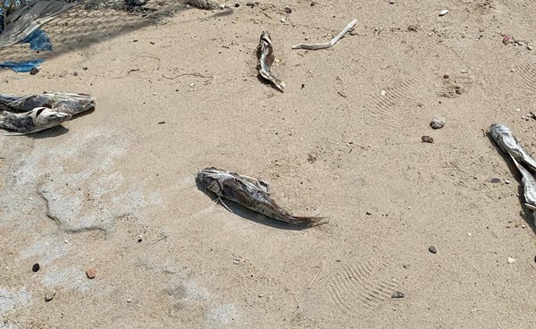 بالفيديو.. هيئة البيئة: ازدياد نفوق أسماك الچم نتيجة المد الأحمر