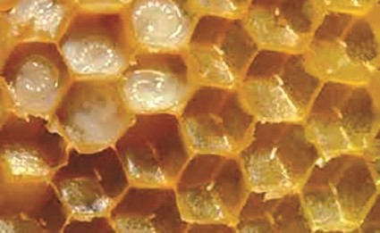 مستشارة التغذية بـ «معجزة الشفاء»: غذاء ملكات النحل يسهم في إنقاص الوزن