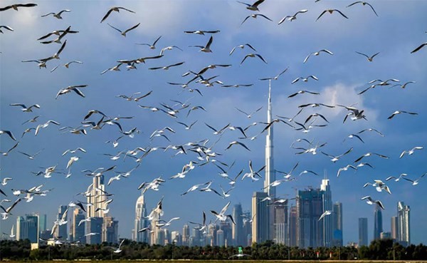 انفتاح دبي.. فعاليات غنائية ورياضية للمُطعّمين