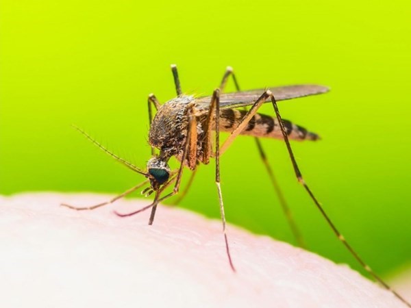 د. جنان الحربي: الفياغرا تُحد من انتشار الملاريا
