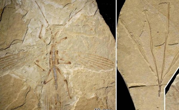 اكتشاف متحجرة أقدم حشرة استخدمت جناحيها للتواصل