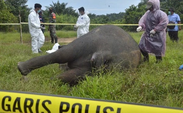 العثور على فيل مقطوع الرأس ومنزوع النابين في إندونيسيا
