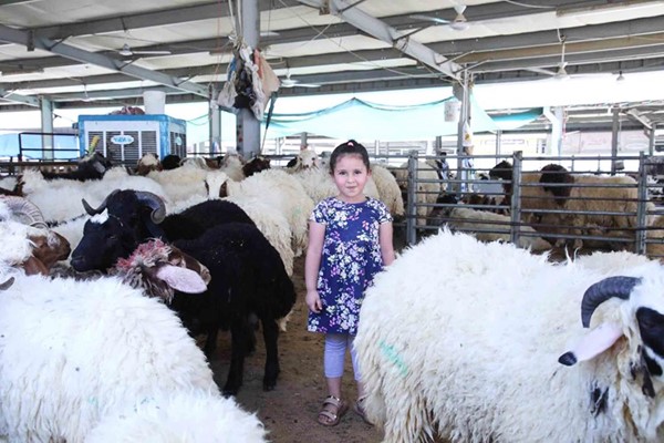 مشاركة باختيار الأضحية