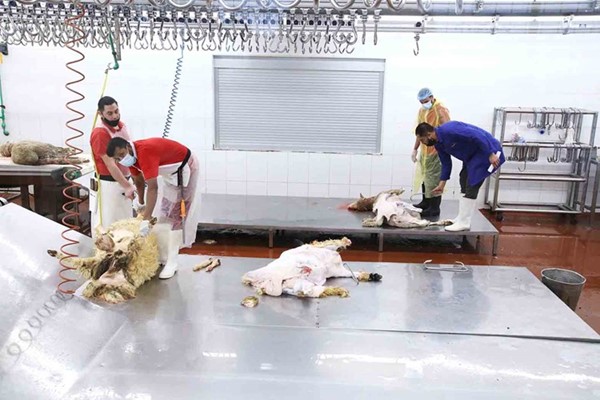 مسلخ المواشي جاهزية كاملة والتزام بالاشتراطات الصحية