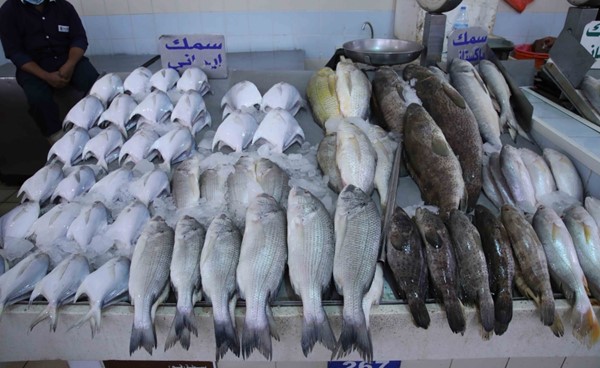 بالفيديو.. «الأنباء» في سوق السمك.. غياب الأسماك المحلية وارتفاع أسعار المستوردة