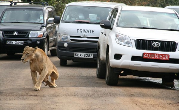 أسد يثير الذعر بعد هربه من حديقة حيوانات في العاصمة الكينية