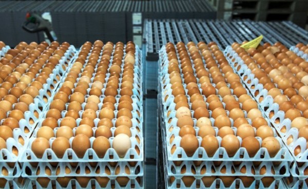 وزارة الزراعة الأمريكية: إنتاج 9.04 مليون بيضة في يونيو