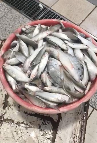 ظاهر الصويان لـ «الأنباء»: سوق السمك يعاني من قلة المستورد والمحلي ونطالب بإعادة المزاد وفقاً للاشتراطات الصحية