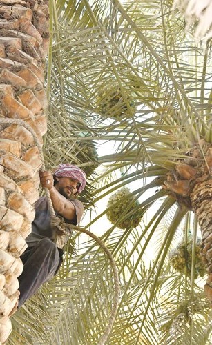 موسم حصاد الرطب في الكويت