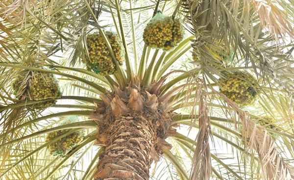 نخلة مثمرة بالبرحي في حديقة خاصة بأحد البيوت الكويتية