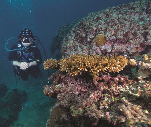 25% من التنوع الأحيائي في البيئة البحرية تتواجد في الشعاب المرجانية