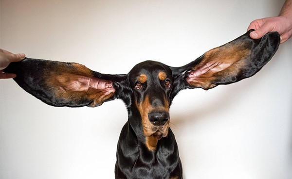 موسوعة جينيس 2022 تتضمن أطول مراهق وأطول أذنين لكلب