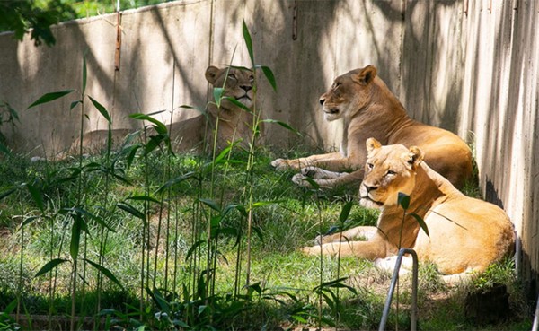 تعافي الأسود والنمور بعد إصابتها بكوفيد-19 في حديقة حيوانات واشنطن الوطنية
