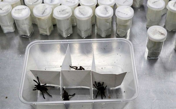 الفلبين تصادر أكثر من 800 عنكبوت من طرود من بولندا