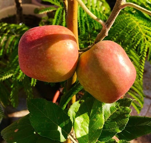 تفاح من ثمار الزراعة المنزلية