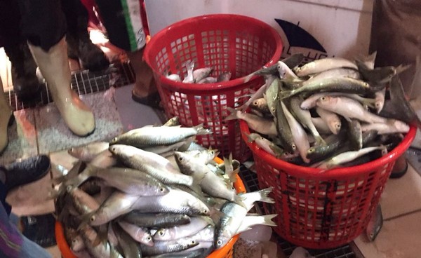 مصدر لـ «الأنباء»: الميد يغزو سوق السمك..السلة انخفضت إلى 30 ديناراً