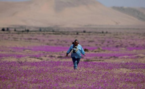 عودة ظاهرة "ازدهار الصحراء" إلى أتاكاما أكثر مناطق العالم جفافا