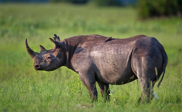 بوتسوانا تنقذ وحيد القرن من الصيد الجائر