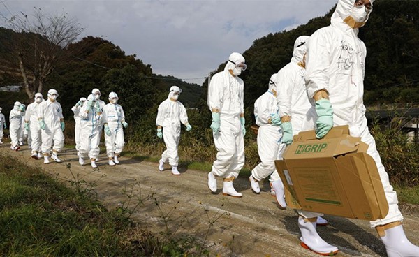 اليابان تعلن عن أول ظهور لإنفلونزا الطيور هذا الموسم وتعدم 143 ألف دجاجة
