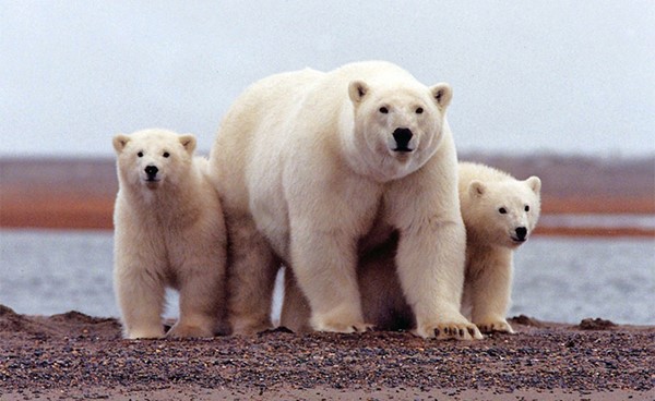 لقطات حديثة تظهر تغيير الدببة القطبية عاداتها الغذائية