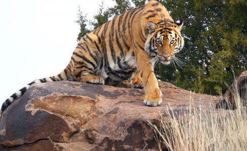 نيبال تبدأ في إحصاء عدد النمور عقب ارتفاع أعدادها