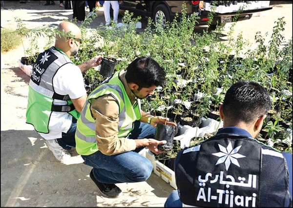 فريق «التجاري» خلال زراعة الشتلات