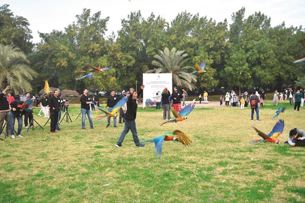 جانب من إطلاق طيور المكاو في حديقة الرميثية
