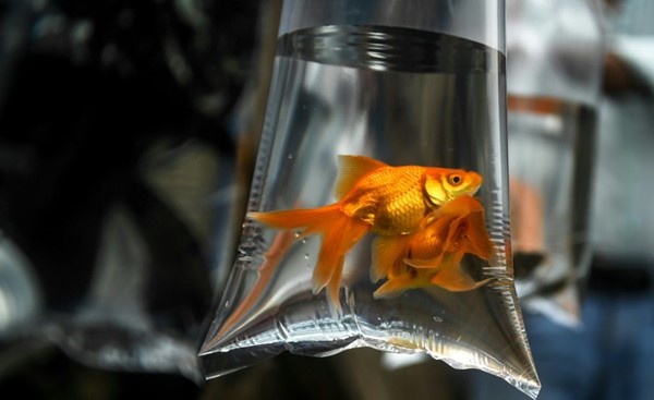 "دراسة": السمكة الذهبية قادرة على قيادة حوض أسماك متحرك