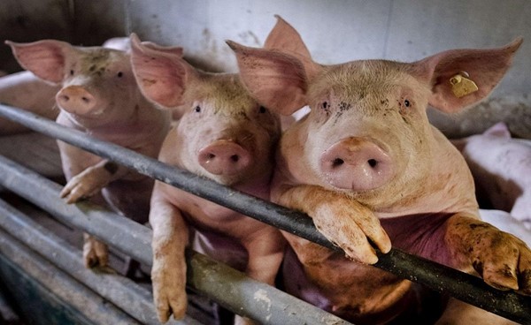 إيطاليا تفرض حظرا لمدة 6 أشهر على جمع الفطر بعد تفشي حمى الخنازير