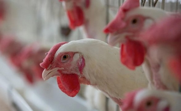 كوريا الجنوبية تبدأ في ذبح أكثر من 427 ألف دجاجة بسبب انفلونزا الطيور