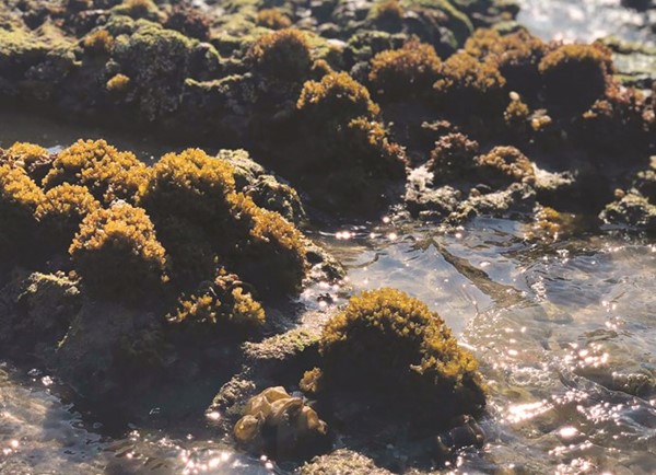 ظهور الطحالب على الشواطئ ظاهرة طبيعية