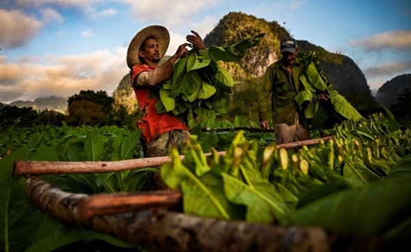 إنتاج سيجار هافانا الشهير يواجه مخاطر تضاؤل محاصيل التبغ