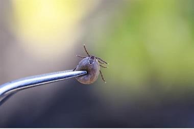 استخلاص علاج جديد للالتهابات من لعاب حشرة القرادة