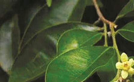 اكتشاف مضاد للأورام في مكونات زهرة صينية | جريدة الأنباء | Kuwait