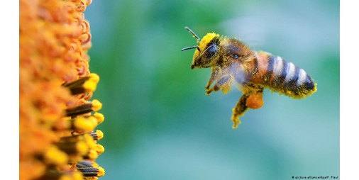 Researchers seek to protect honey bees from danger