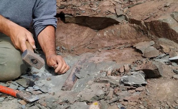 اكتشاف أحفورة ديناصور يعود تاريخها إلى ما يقرب من 125 مليون عام بمنغوليا