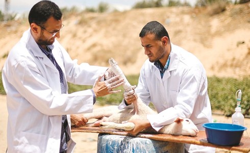 أخصائيا أطراف صناعية في غزة يعالجان كسور الحيوانات المصابة