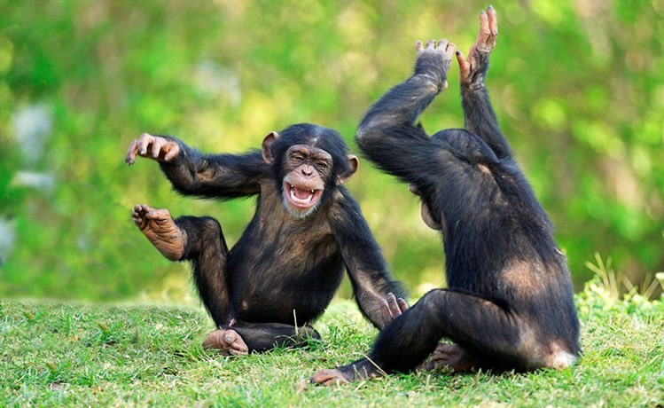 الشمبانزي لديه نظام اتصال متطور عبر إطلاق الأصوات