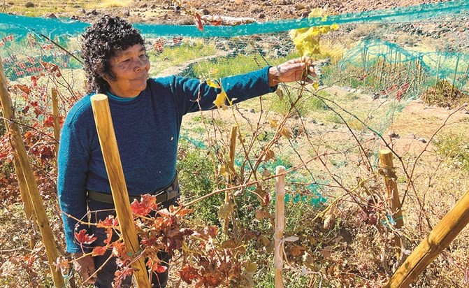 زراعة العنب في صحراء تشيلي ليست بالمهمة السهلة	 (أ.ف.پ)