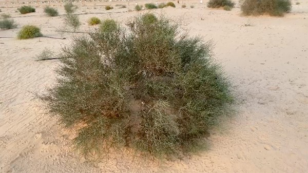 عبدالهادي العجمي ينشئ محمية «عصيفيرات» الطبيعية قرب الوفرة
