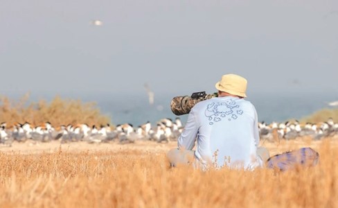 رصد 7 آلاف من طيور الخرشنة في جزيرة كبر